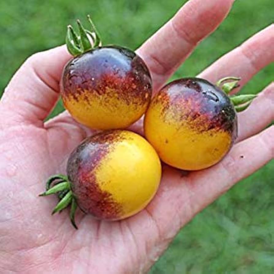 Bumblebee - Tomato for planting in home garden